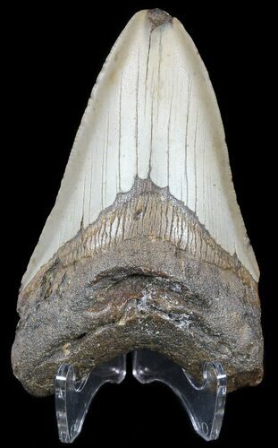 Bargain Megalodon Tooth - North Carolina #54758